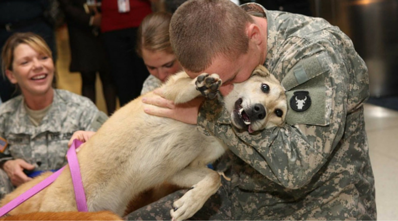 Хозяин собаки вернулся с армии