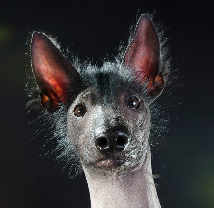 01_series-of-hairless-dogs-by-sophie-gamand