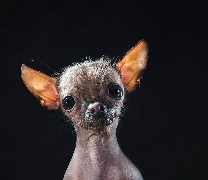 02_series-of-hairless-dogs-by-sophie-gamand