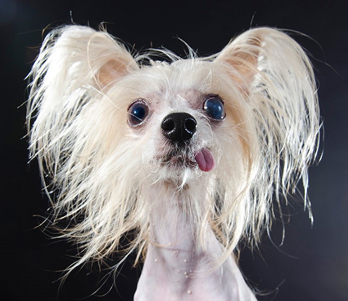 04_series-of-hairless-dogs-by-sophie-gamand
