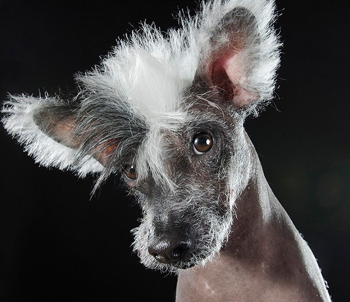 05_series-of-hairless-dogs-by-sophie-gamand