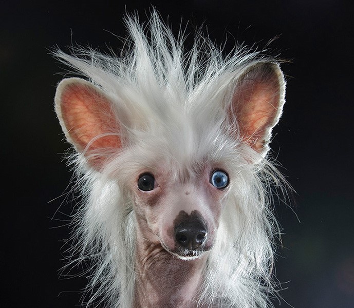 07_series-of-hairless-dogs-by-sophie-gamand