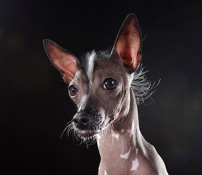 08_series-of-hairless-dogs-by-sophie-gamand