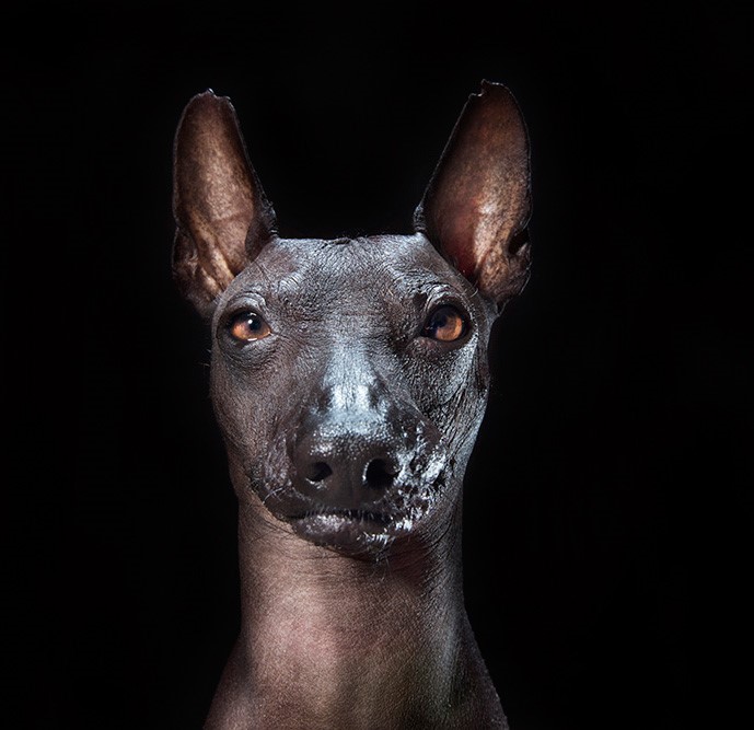 10_series-of-hairless-dogs-by-sophie-gamand