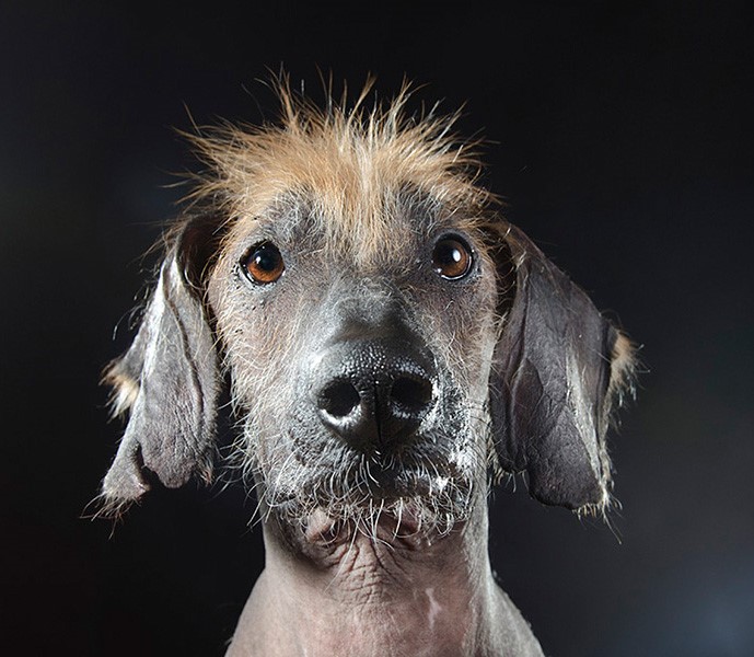 13_series-of-hairless-dogs-by-sophie-gamand