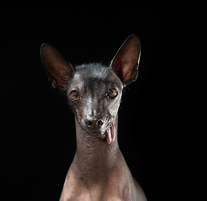 14_series-of-hairless-dogs-by-sophie-gamand