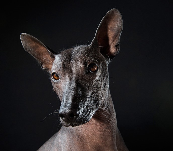16_series-of-hairless-dogs-by-sophie-gamand