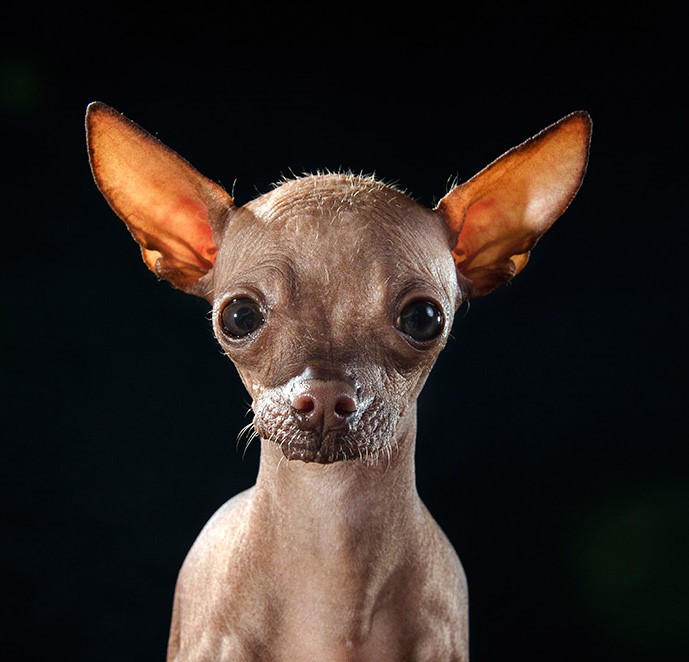 18_series-of-hairless-dogs-by-sophie-gamand