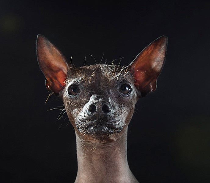 19_series-of-hairless-dogs-by-sophie-gamand