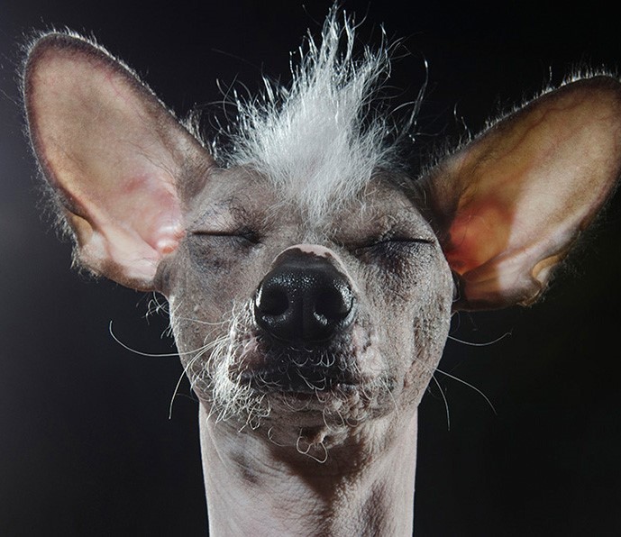 20_series-of-hairless-dogs-by-sophie-gamand