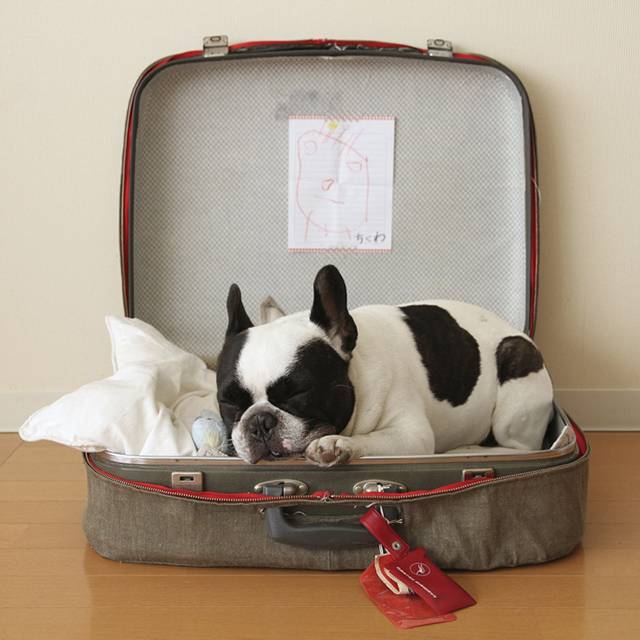 frenchie-in-a-suitcase-photo-u1