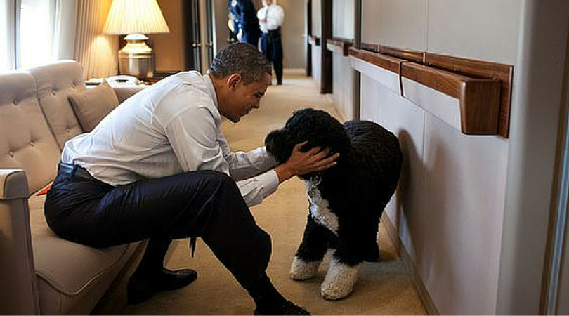 Собака Барака Обамы