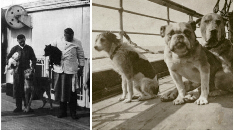 Собаки Титаника