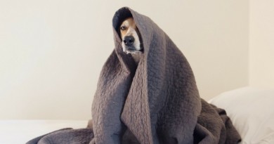 Пониженная температура у собаки