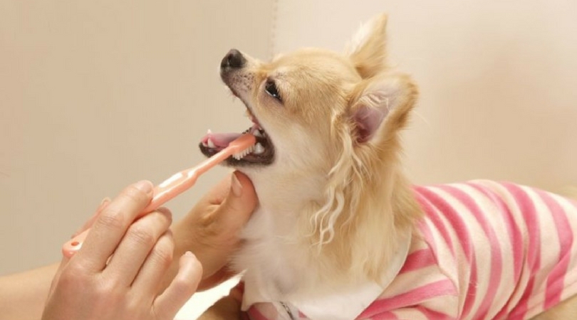 Собаке чистят зубы