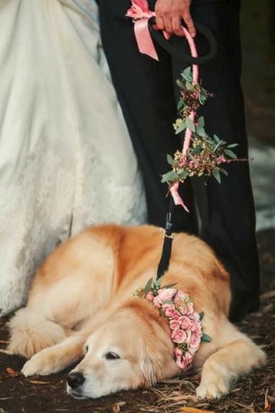 Собака на свадьбе