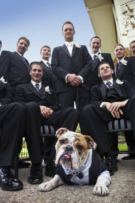Собака на свадьбе
