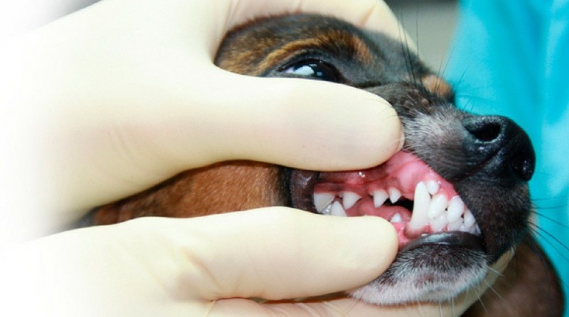 Собаке чистят зубы