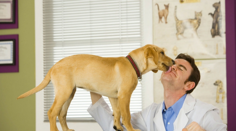 Собака в ветеринарной клинике