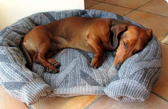 Лежак для собаки из свитера