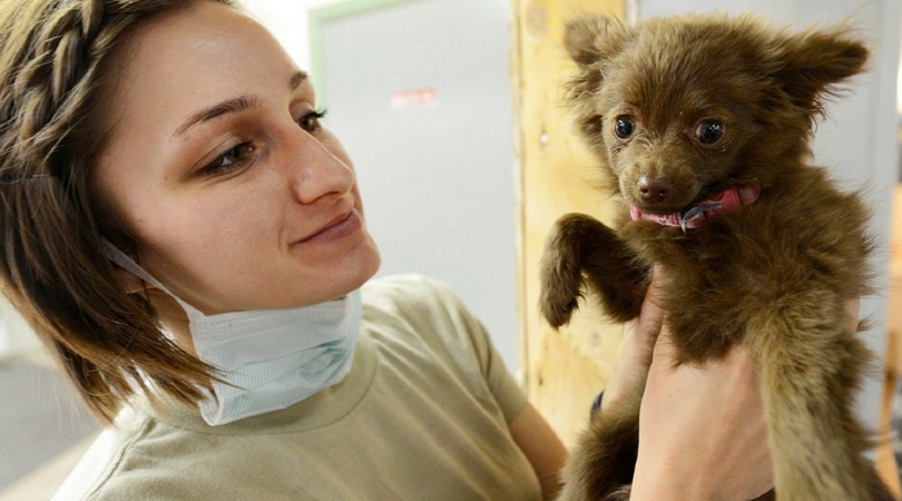 Какие последствия после наркоза у собак, эпидуральная анестезия ветеринария обучение