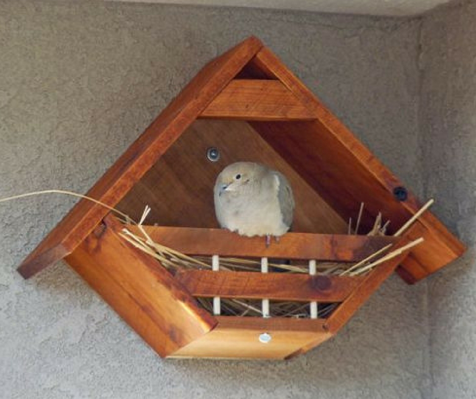 Гнездо для птиц своими руками