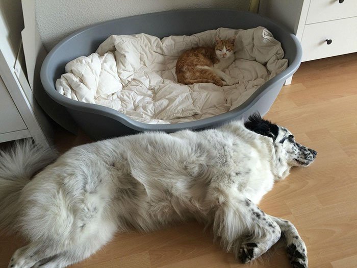 Кошка в лежаке собаки