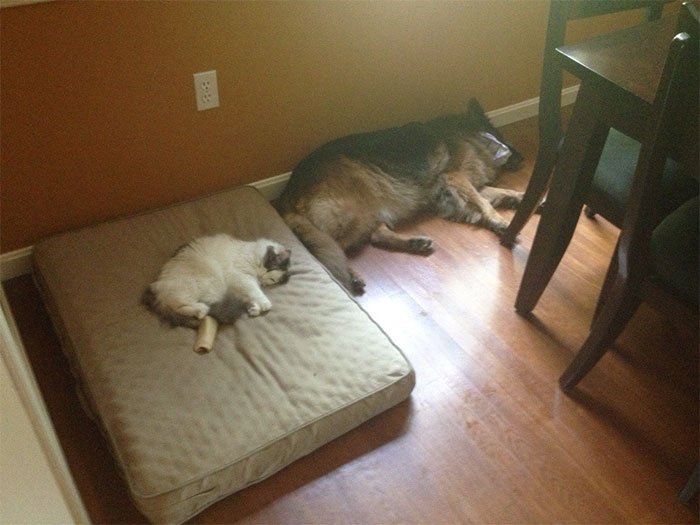 Кошка в лежаке собаки