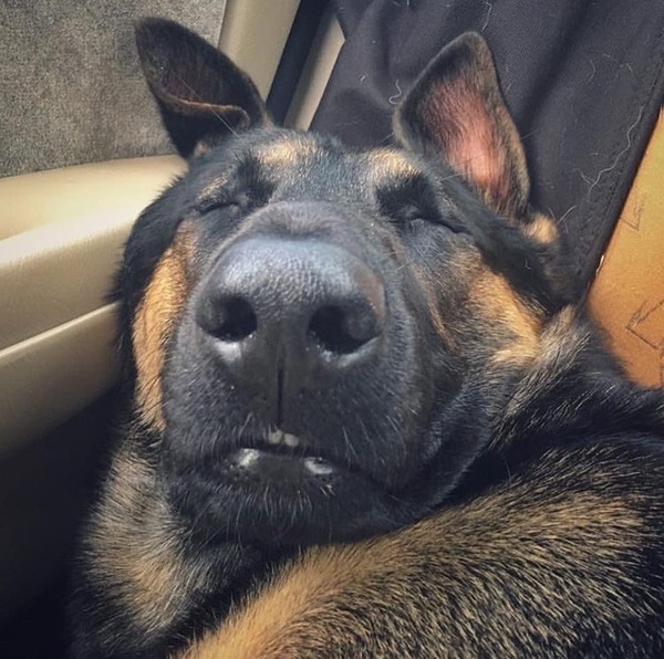 Собака в машине спит