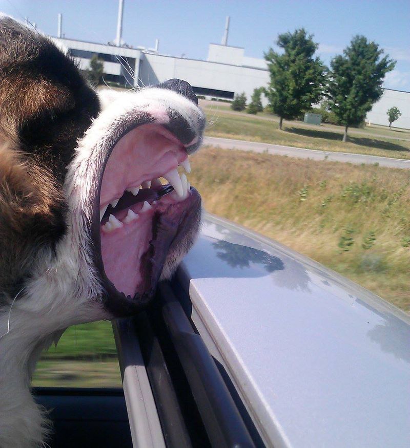 Собака в машине выглядываетв окно