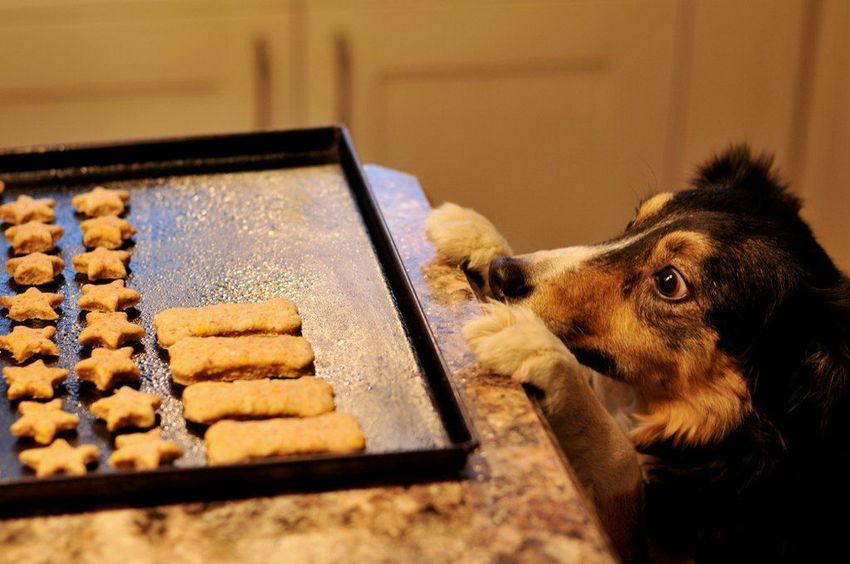 Печенье для собак