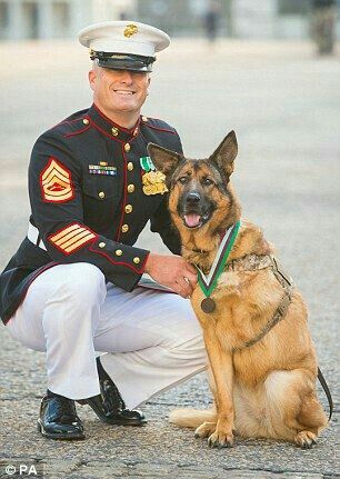 Спасение собак в армии