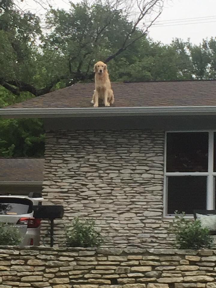 Собака сидит на крыше