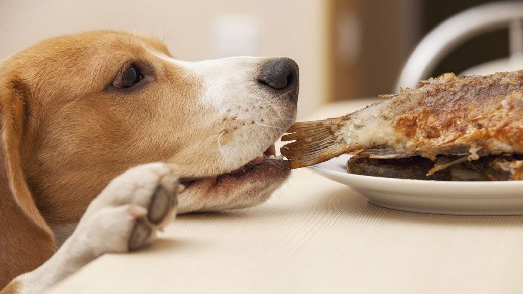 Собака ест рыбу