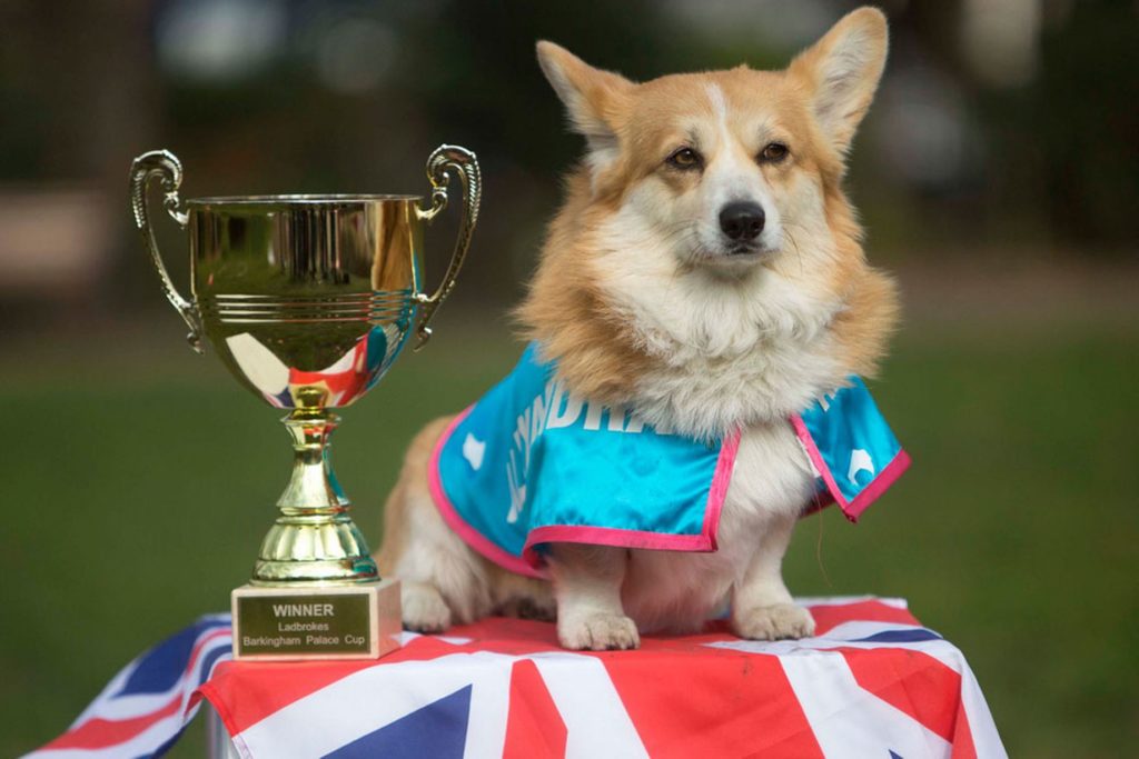 Собака и флаг Великобритании