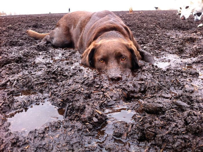 Собаки в грязи