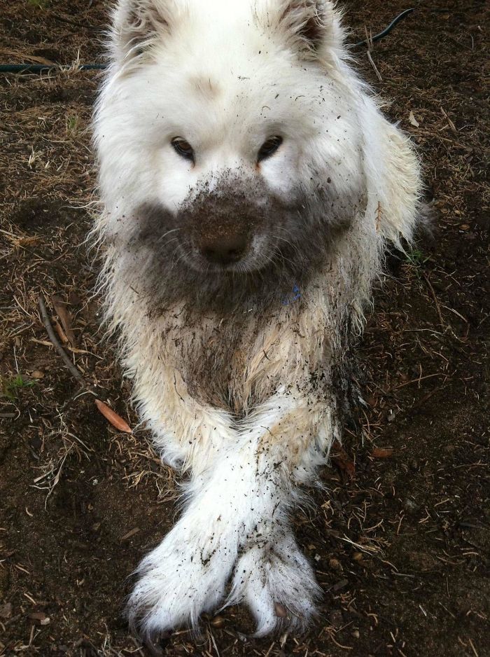 Собаки в грязи