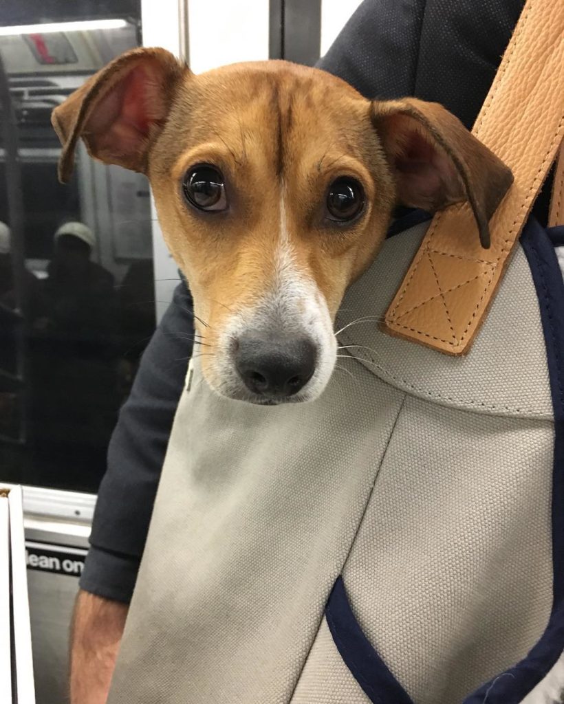 Собака в сумке в метро