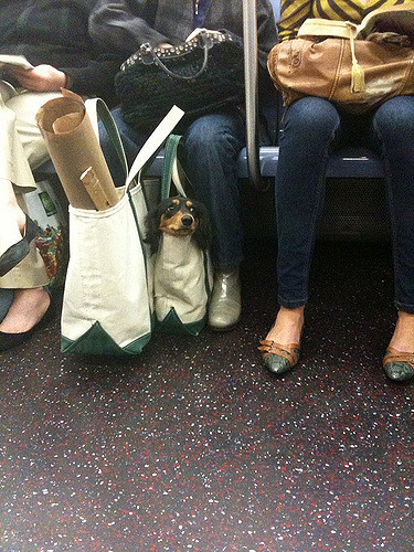 Собака в сумке в метро