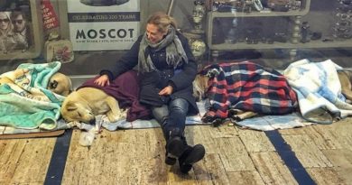 В Стамбуле спасают собак от холода