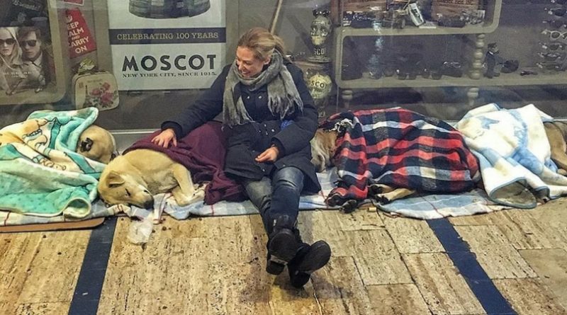 В Стамбуле спасают собак от холода