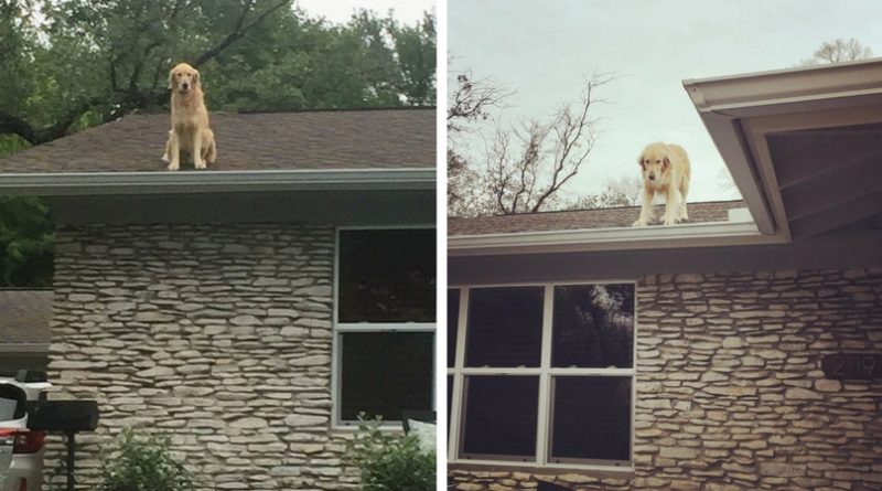 Собака сидит на крыше