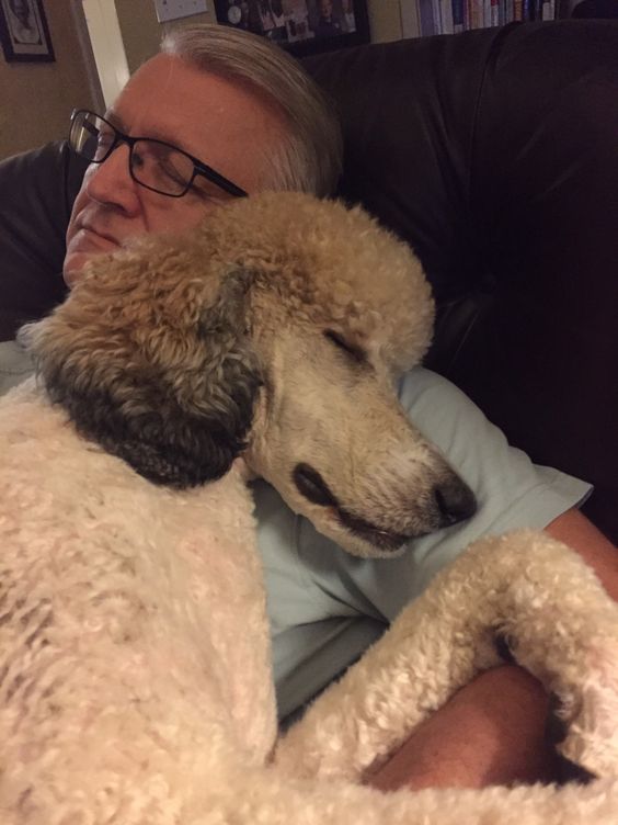 Папа и собака
