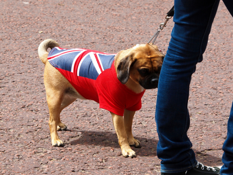 Собака и флаг Великобритании