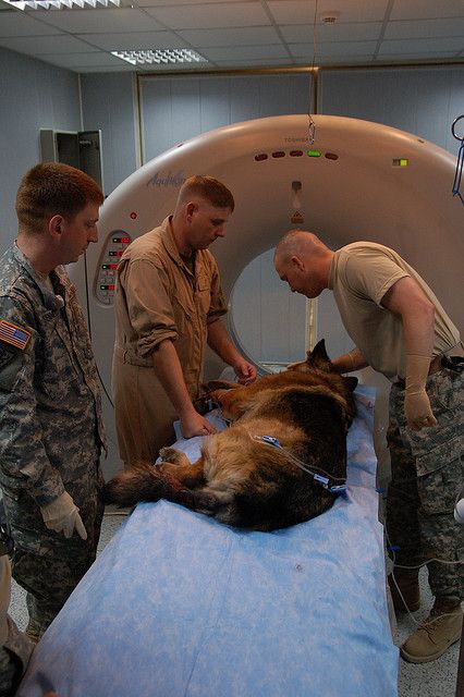 Спасение собак в армии
