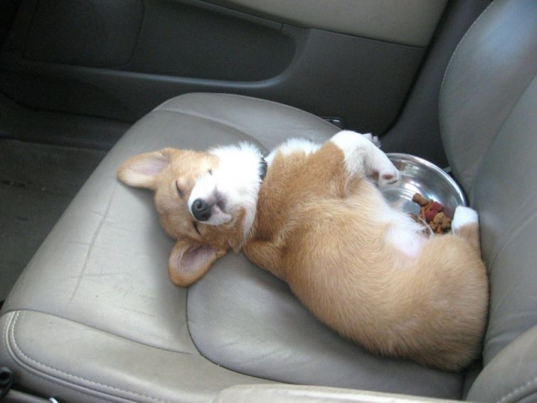Собака в машине спит