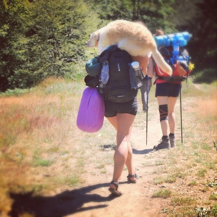 Женщина путешествует с собакой