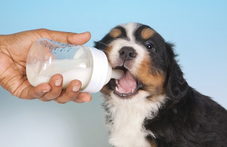 Собака пьет молоко