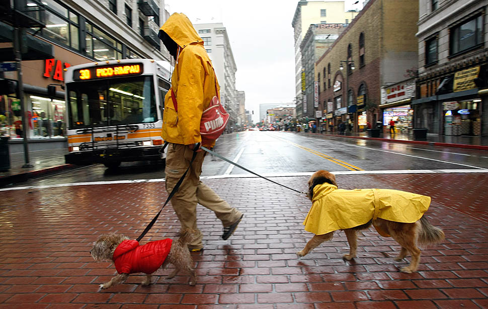 Прогулка с собакой под дождем