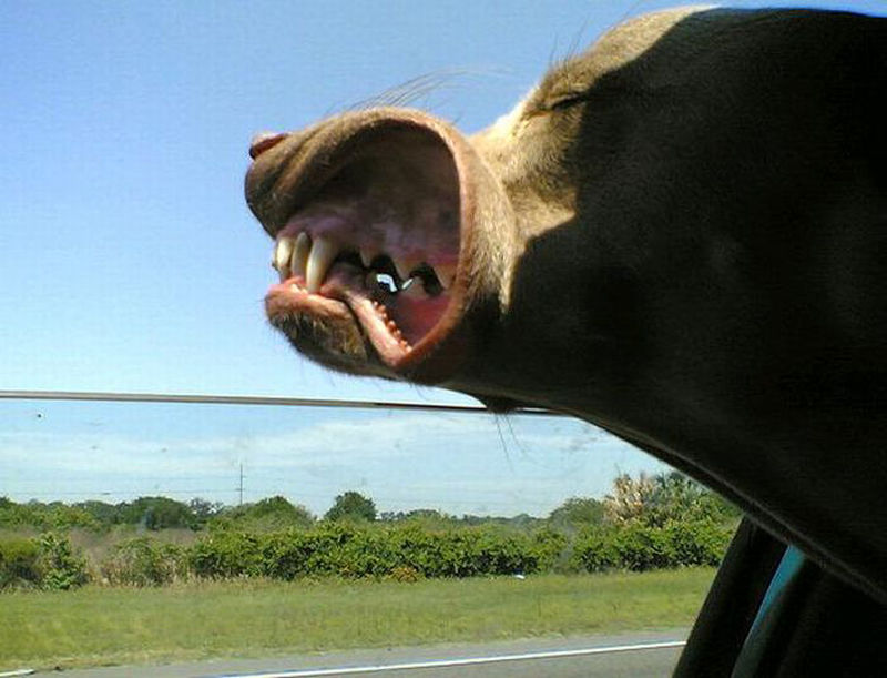Собака в машине выглядываетв окно